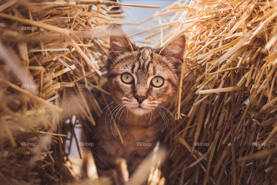 A cat strolling around a local farm