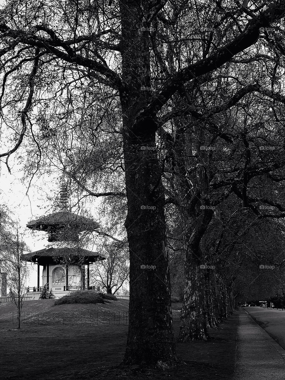 Trees in battersea park