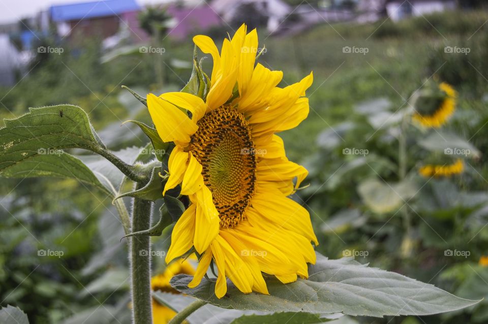 Sunflower. Lonely sunflower.