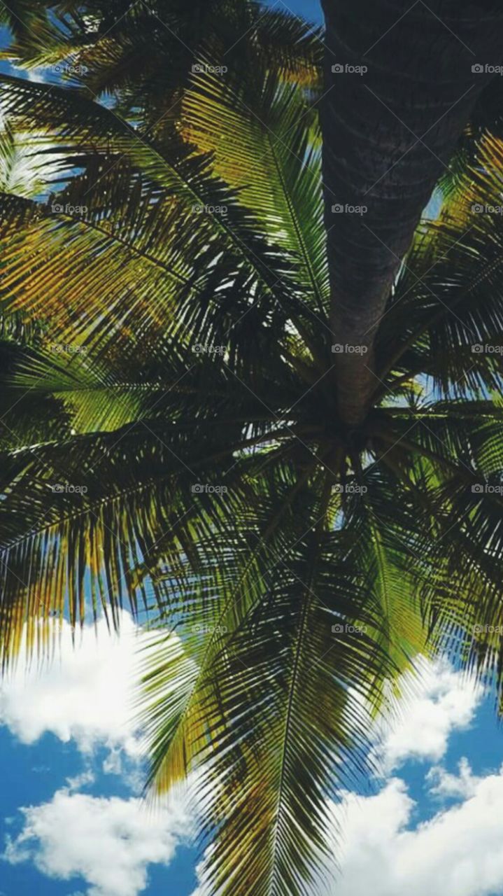 Palm Tree