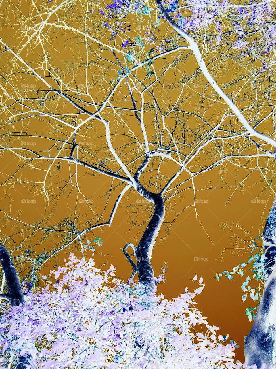 tree in a strange sky