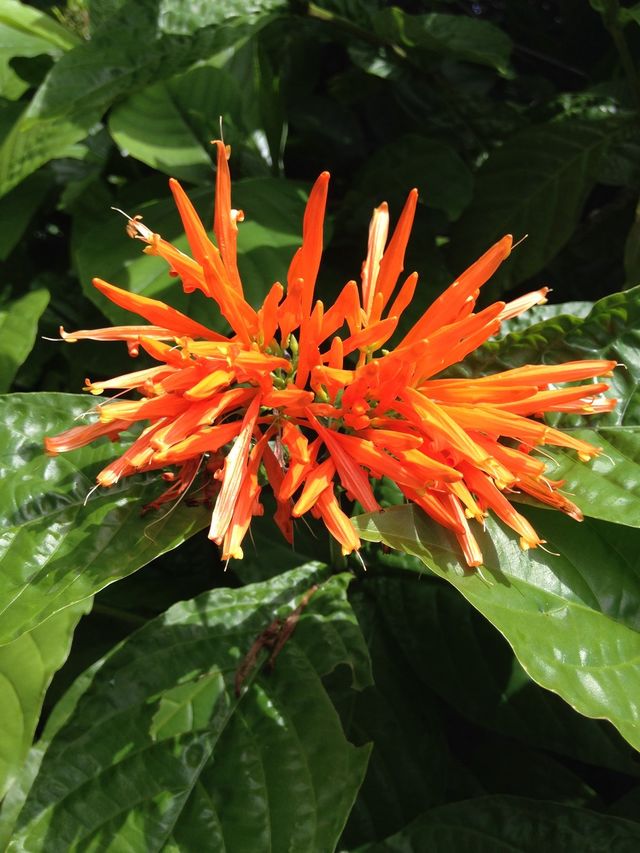 View of orange tropical flower
