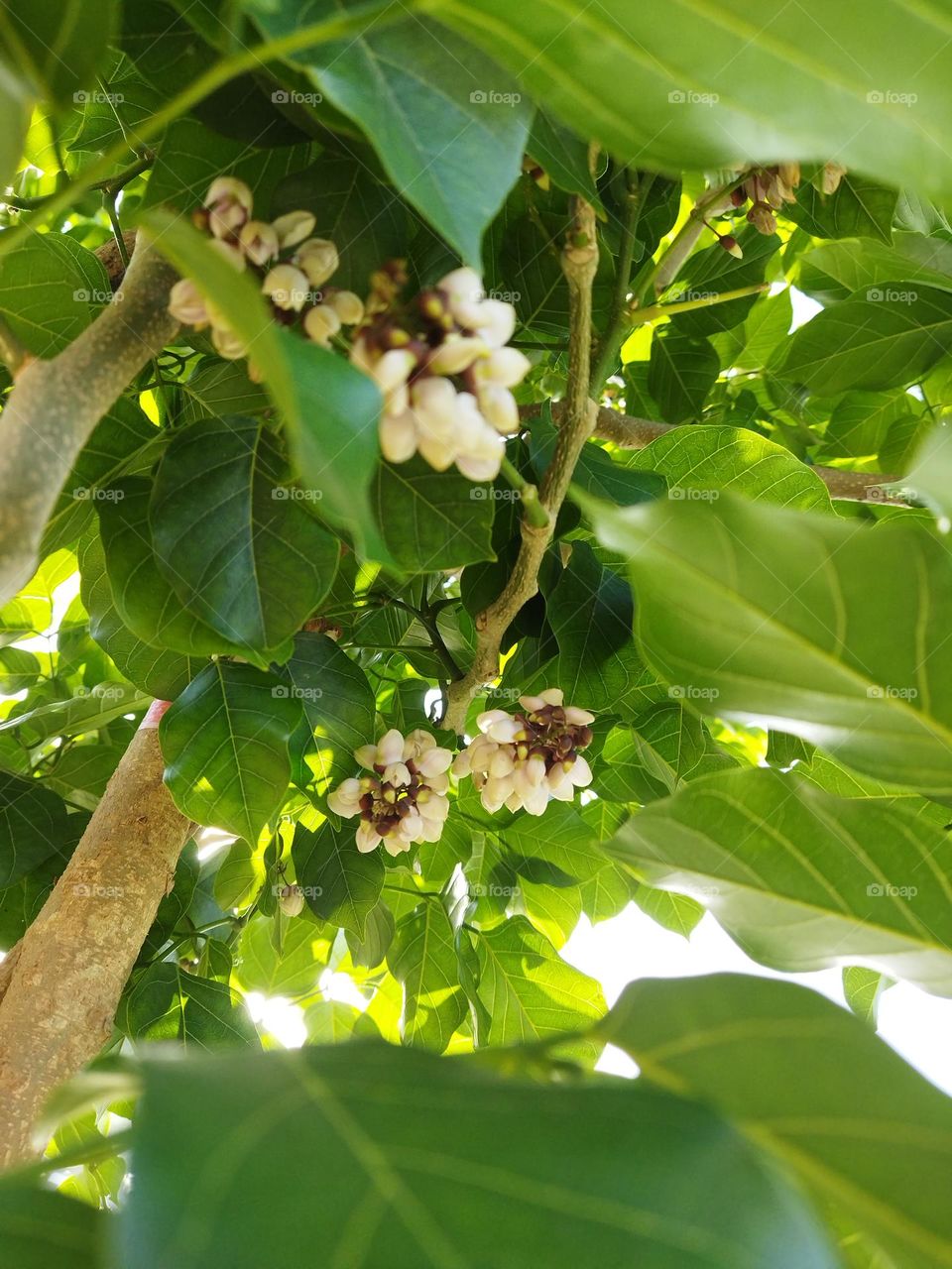 plant with white tiny flowers