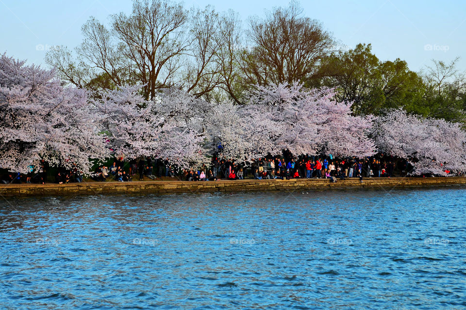 cherry blossoms