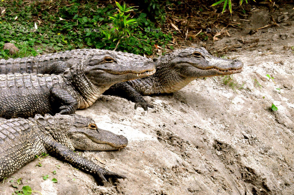 animals alligator by refocusphoto