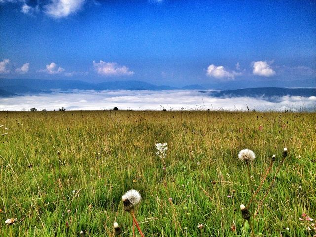 dandelion