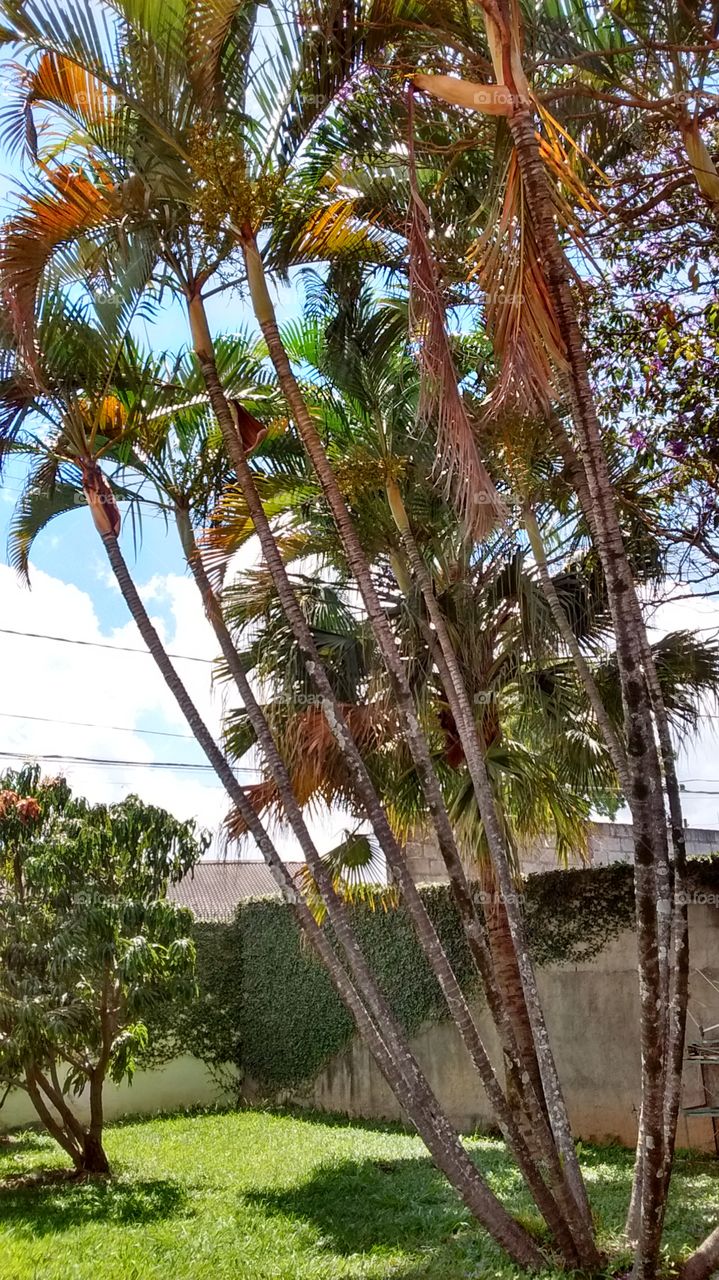 Palmeiras muito belas do jardim do vovô Lili. E olha o céu azul no fundo! inspirador.