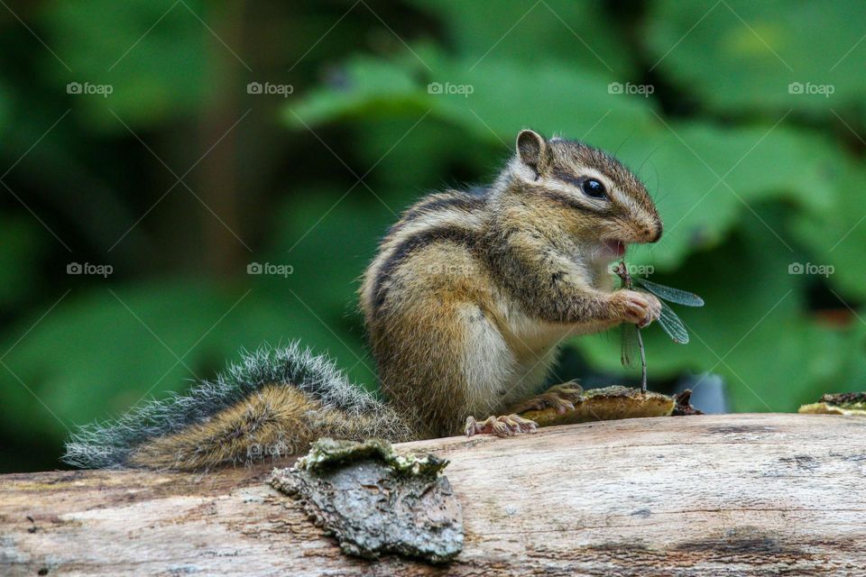 Cute chipmunk eating a dragonfly