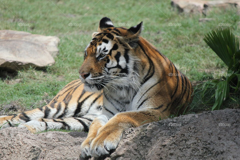 Take a break. Tiger resting at Florida zoo