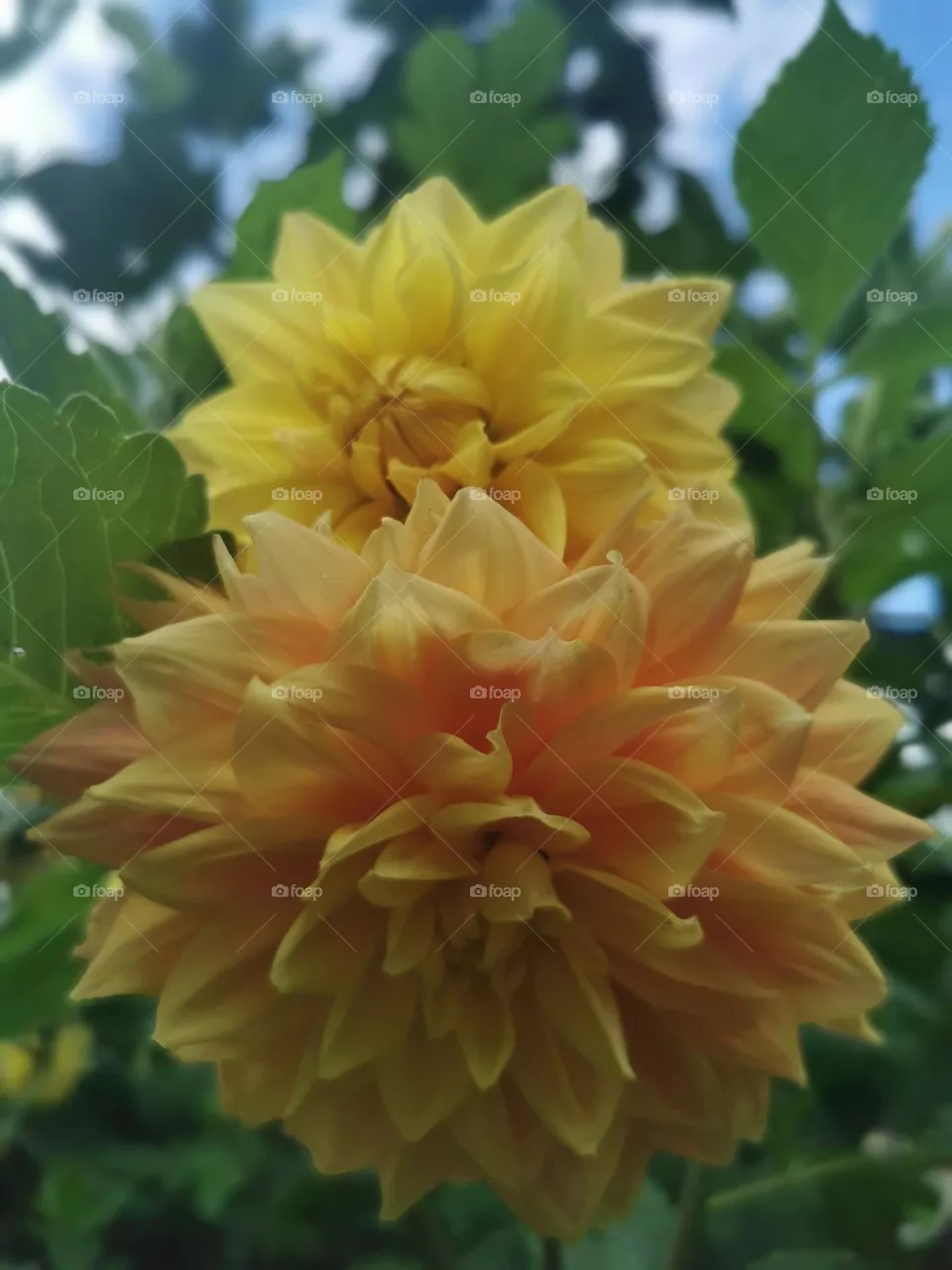 Floral beauties