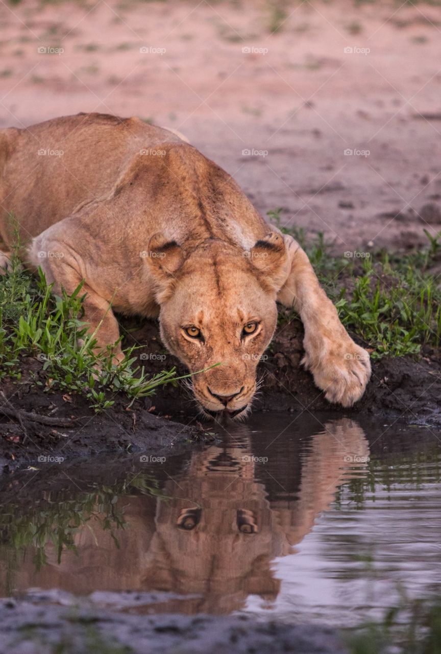 A lioness reflection