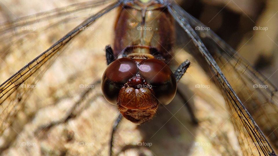 Dragonfly eyes