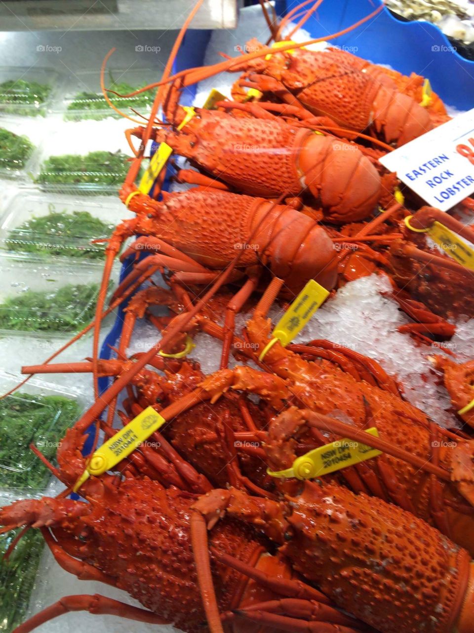 Eastern Rock Lobster at Fish Market Sydney,Australia