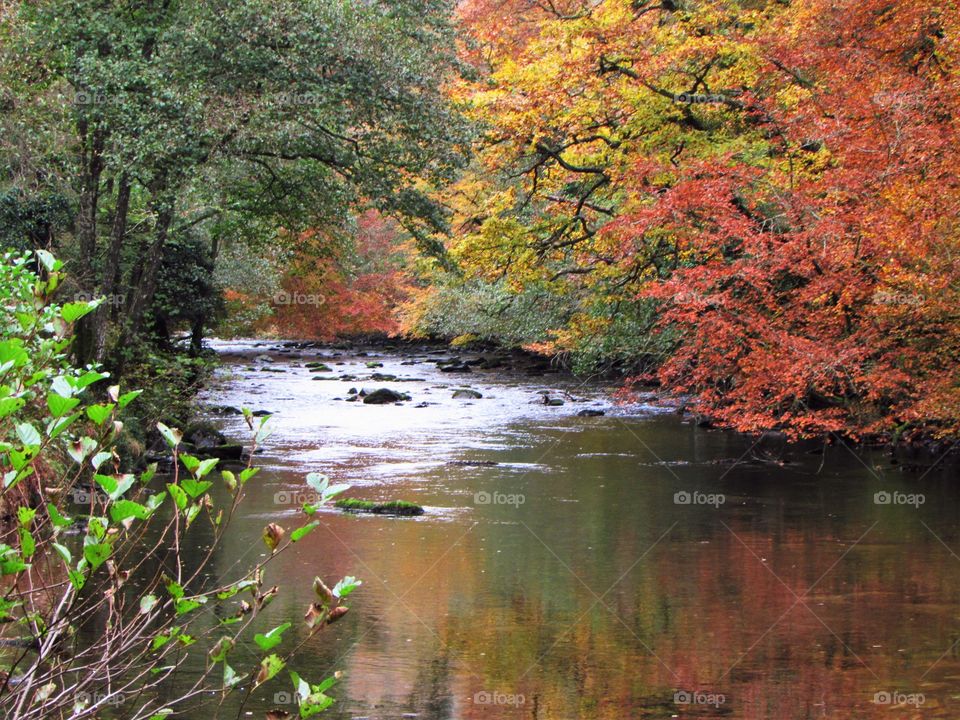 The River Barle running through an Exmoor forest