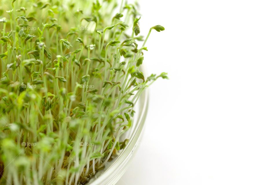 Cress salad seedlings growing in a glass pot,closeup macro