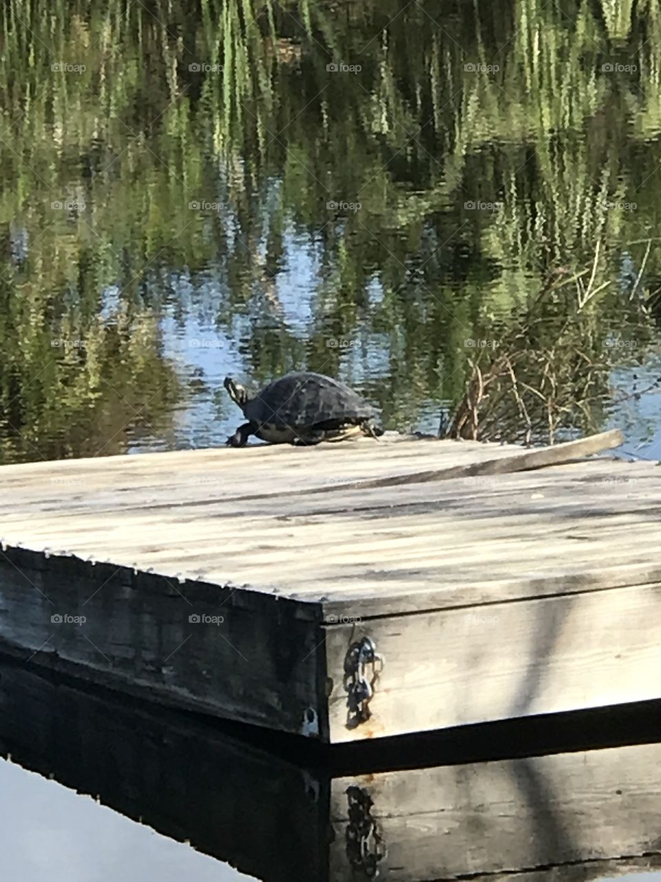 Turtle at Merritt Island Wildlife Refuge 