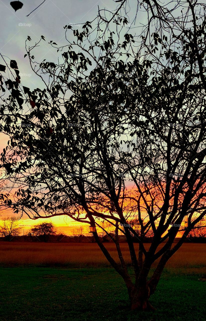 Sunset through autumn leaves