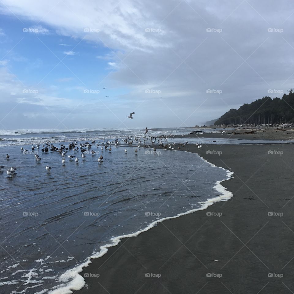 Bird beach