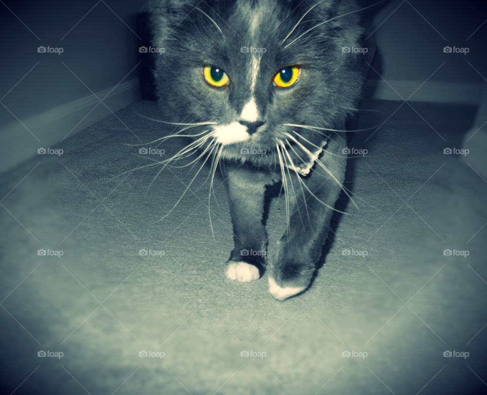 Cozy Bear is so handsome. Such a sweet and gentle cat.