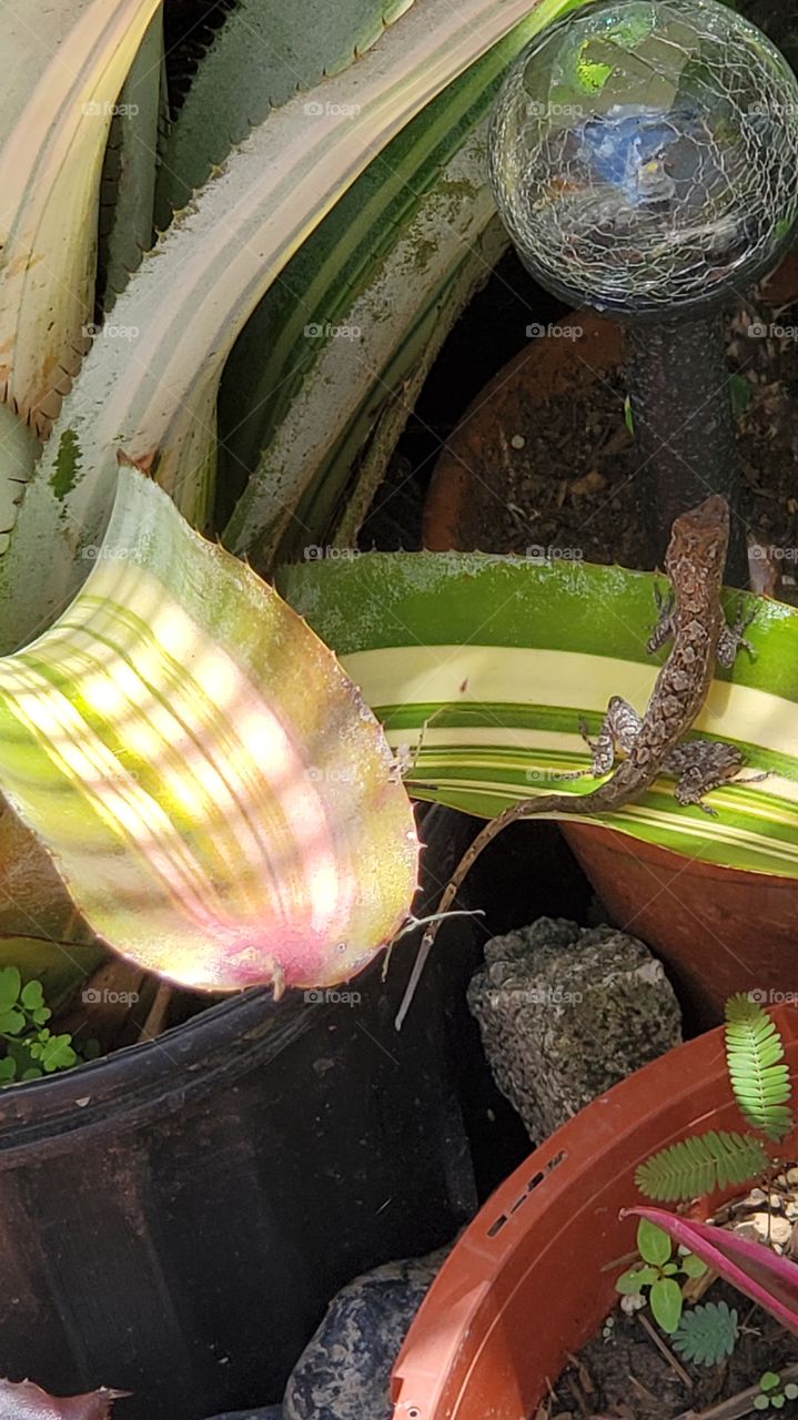 lizard in my Secret Garden
