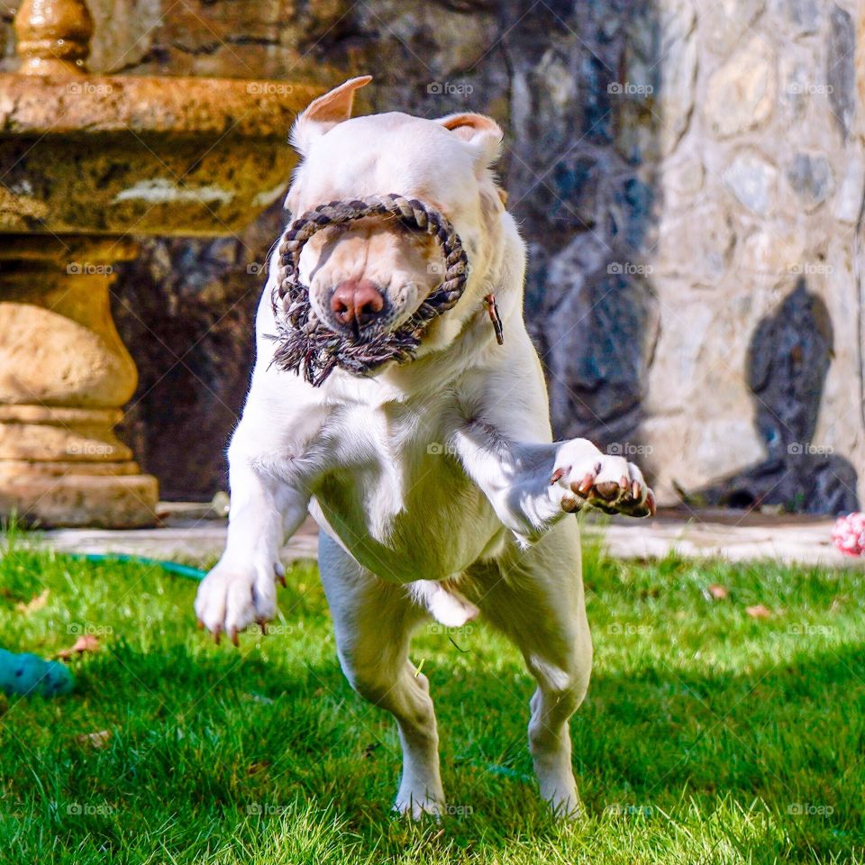 Yellow Labrador retriever bounds forward with rope toy on face