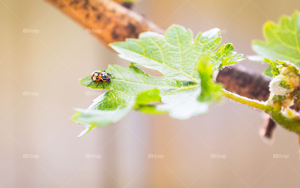 Little insect posing 