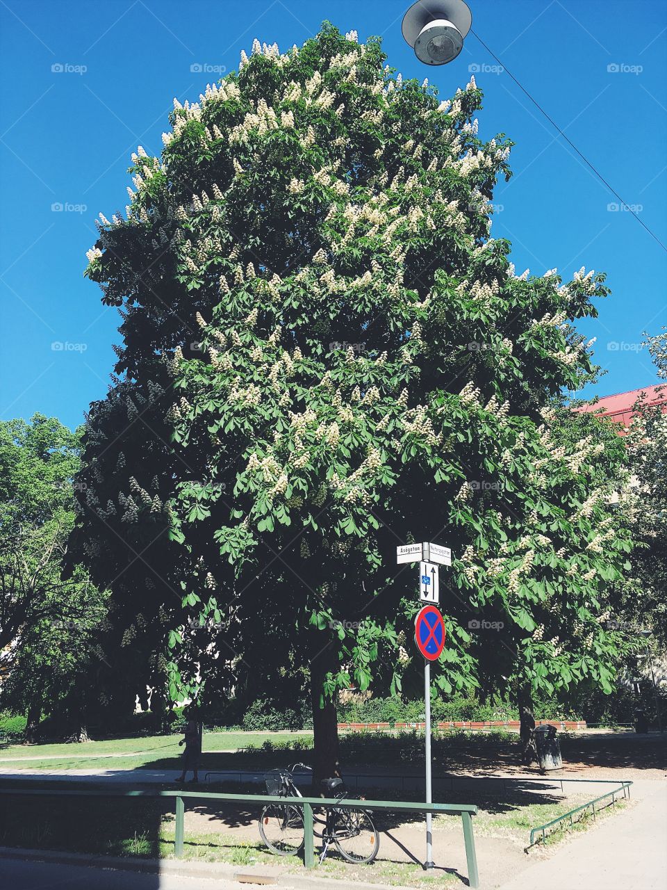 Tree, No Person, Park, Outdoors, Landscape