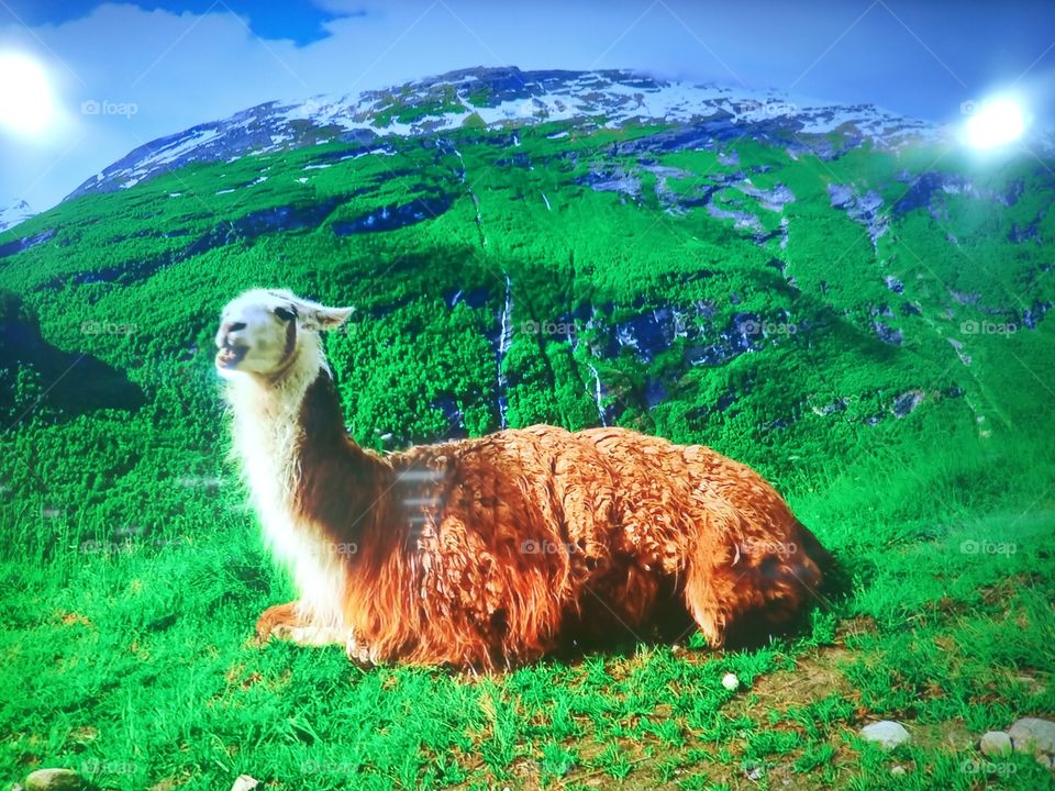 llama