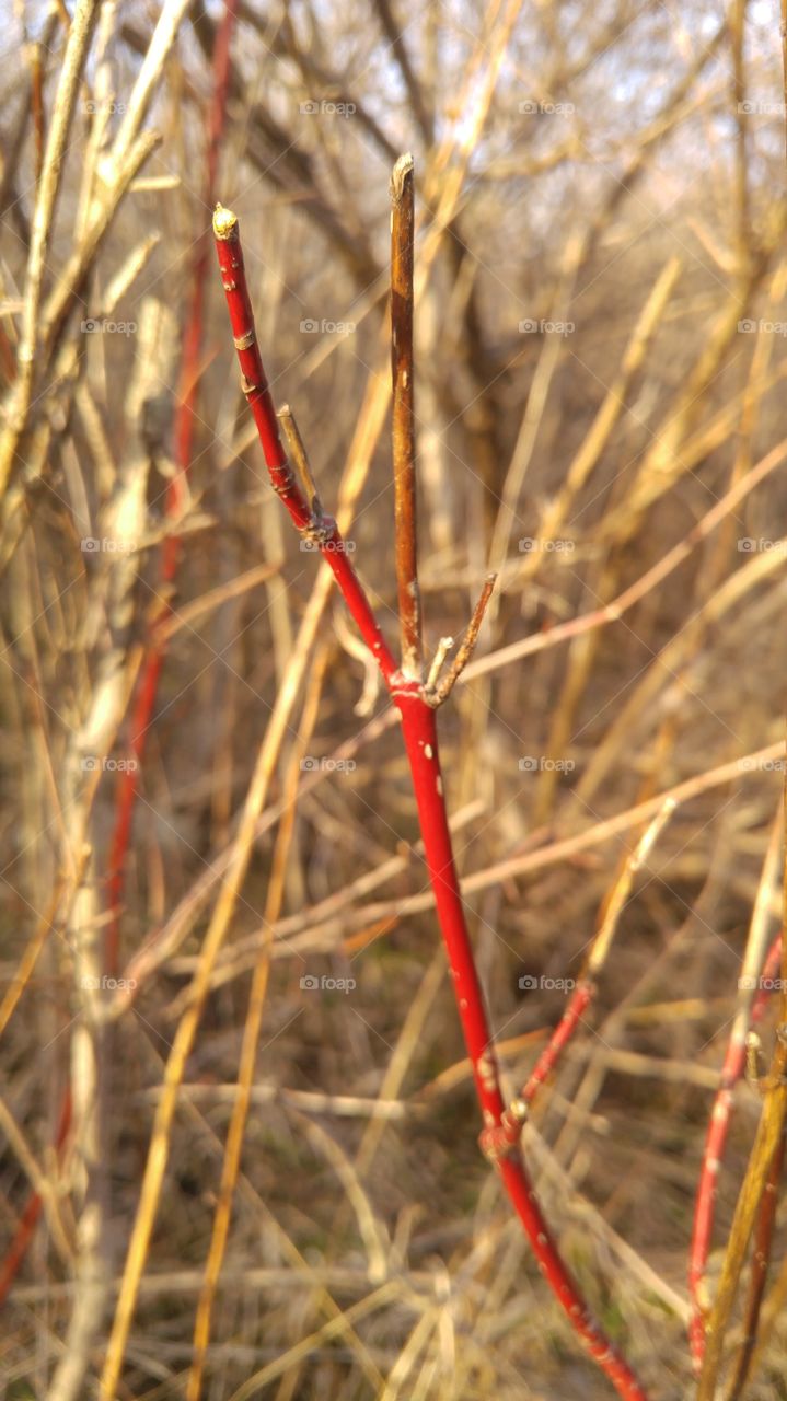 red branched
