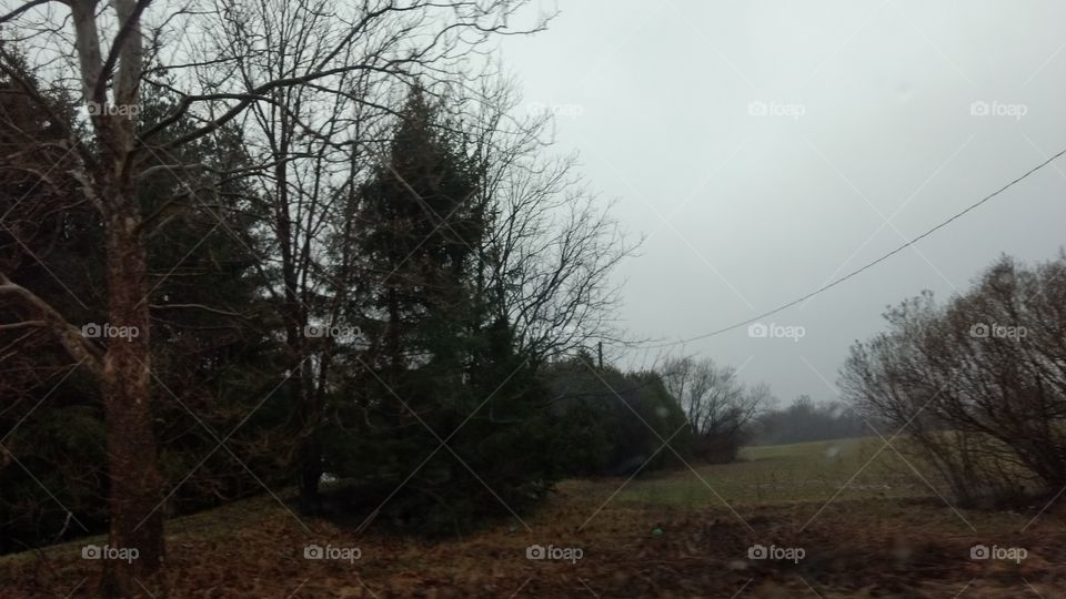 Landscape, Tree, Fog, Environment, Weather