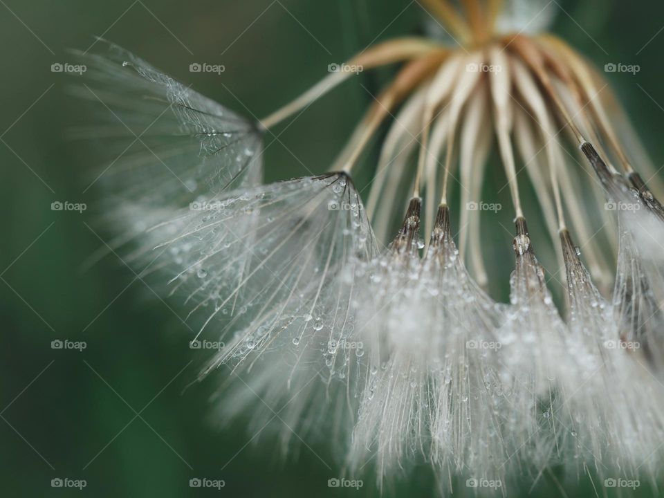 Wet dandelion seeds