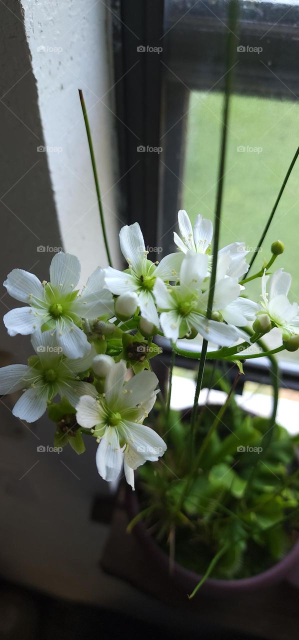 venusflytrap flowers