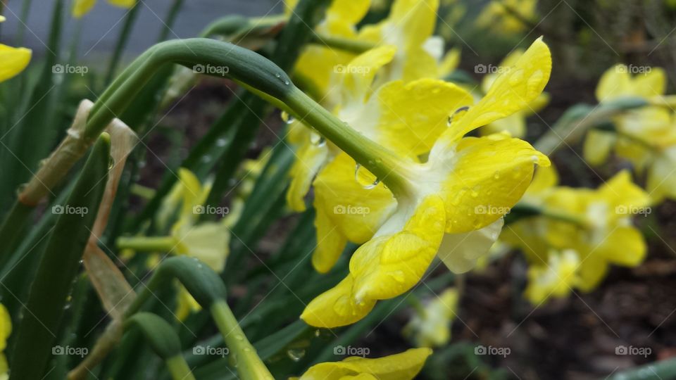 rain drops on daffodils. Spring rain