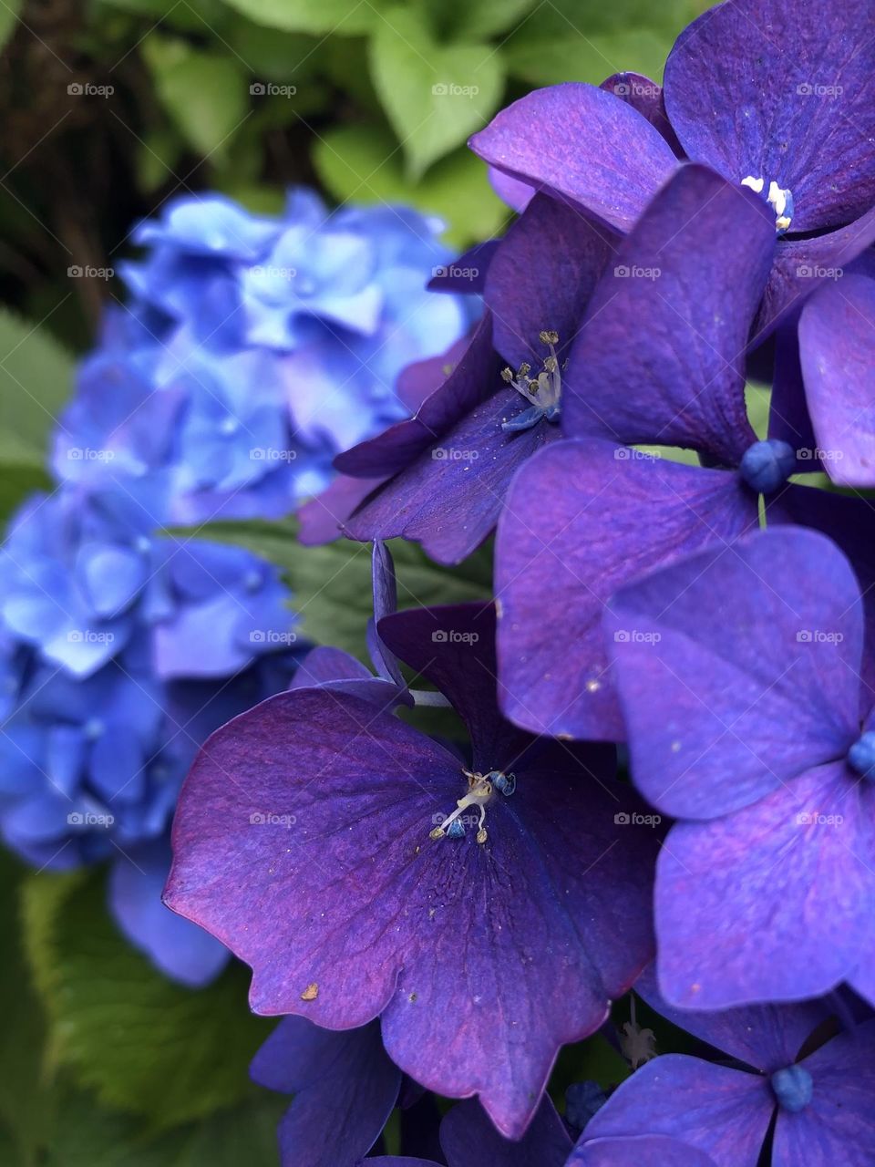 Hydrangeas 