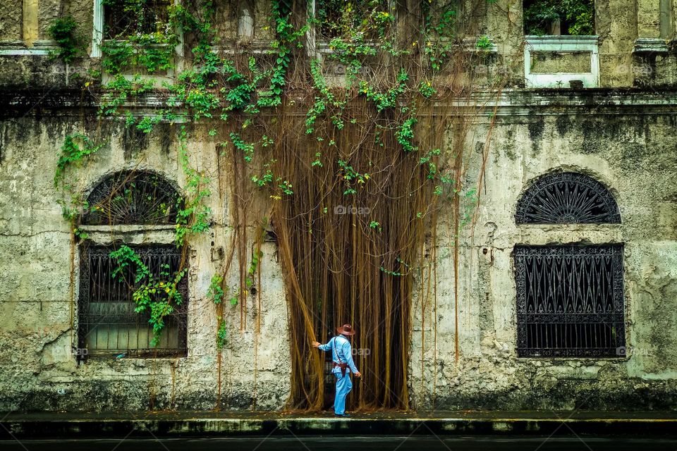 hanging plants