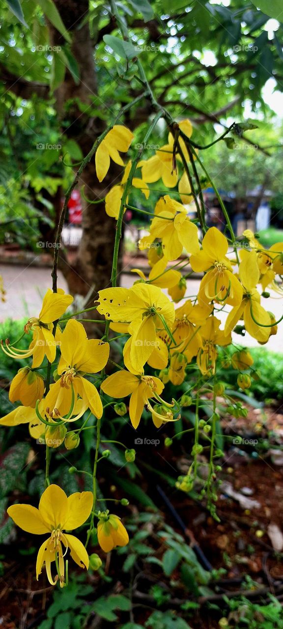 Cassia fistula flowers