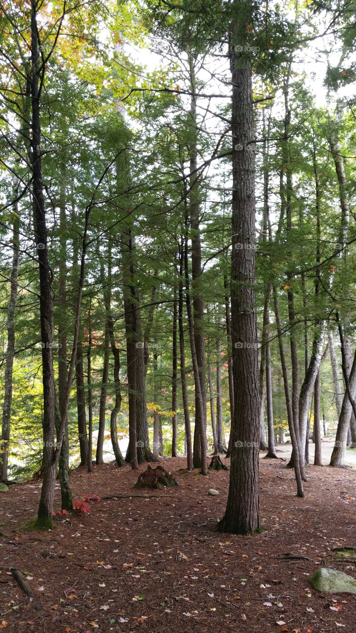 Wood, Tree, Landscape, Nature, No Person