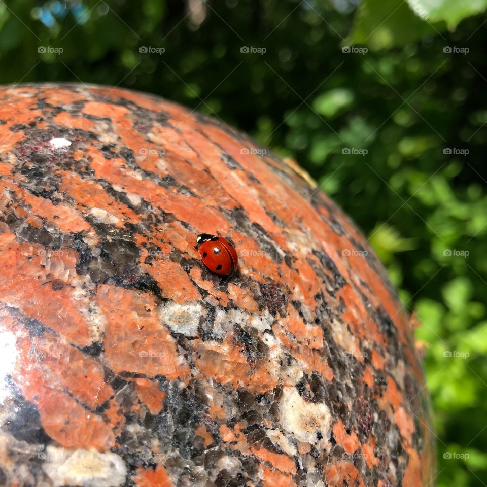 Ladybug mosquito on marble close up