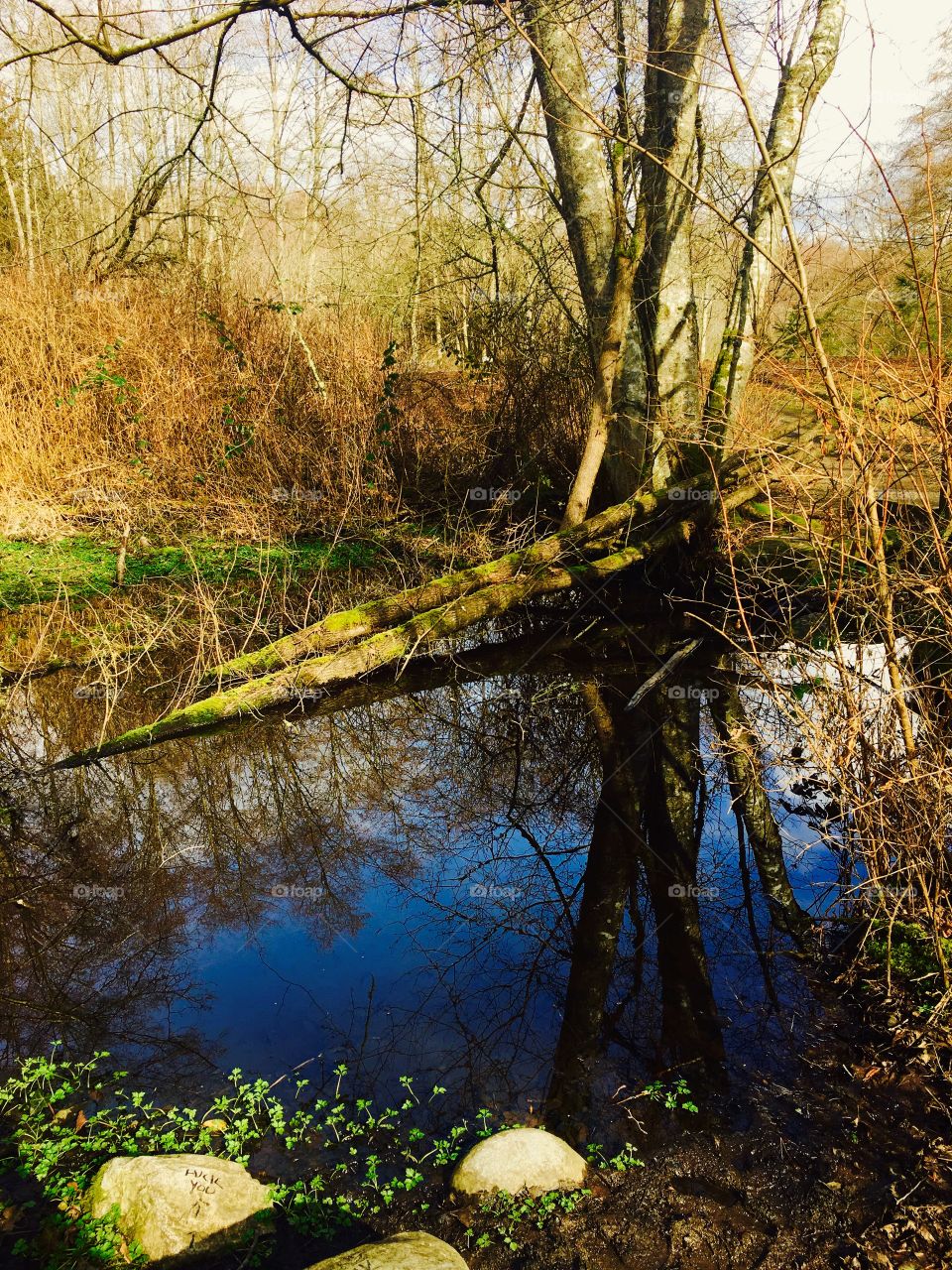 Bare trees reflecting in pond
