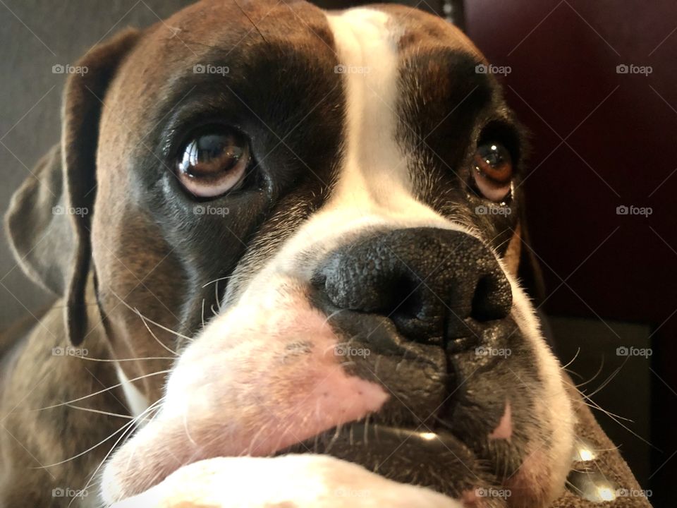 Boxer eyes 