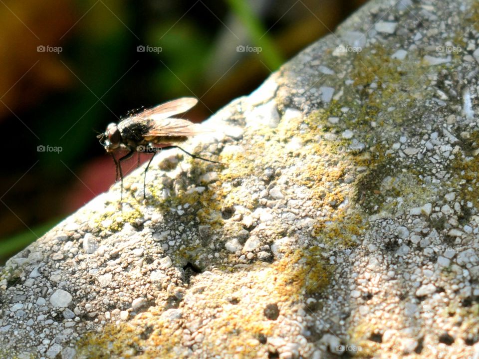 the sunlight on a fly