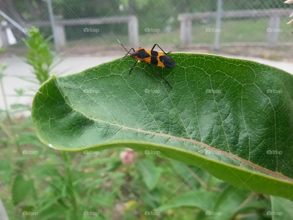 Burying beatle. Love the color it's an interesting bug 