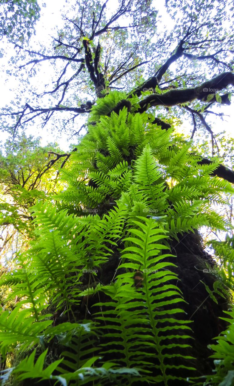 Ferns growing on a tree in the forest of Oregon