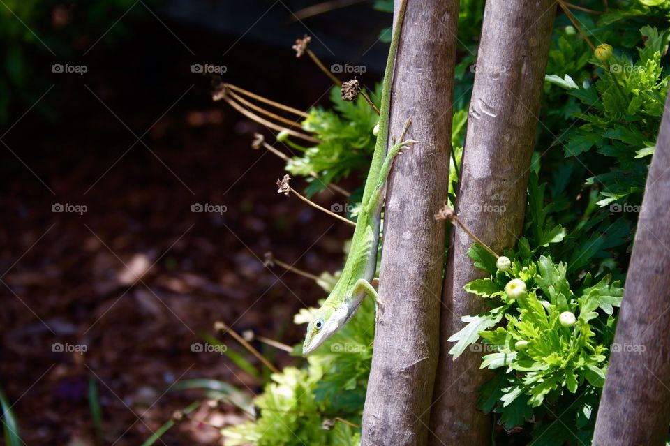 gecko on the tree. backyard gecko on a tree
San Antonio Texas