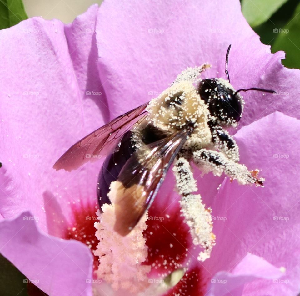 Pollen covered bee on flower 