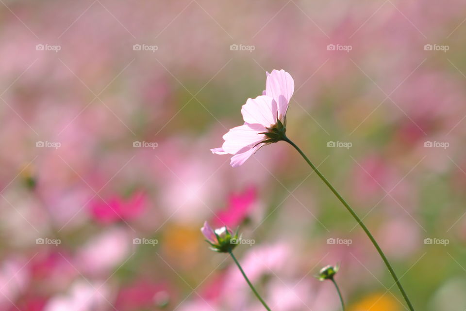 Close-up of pink flowers
