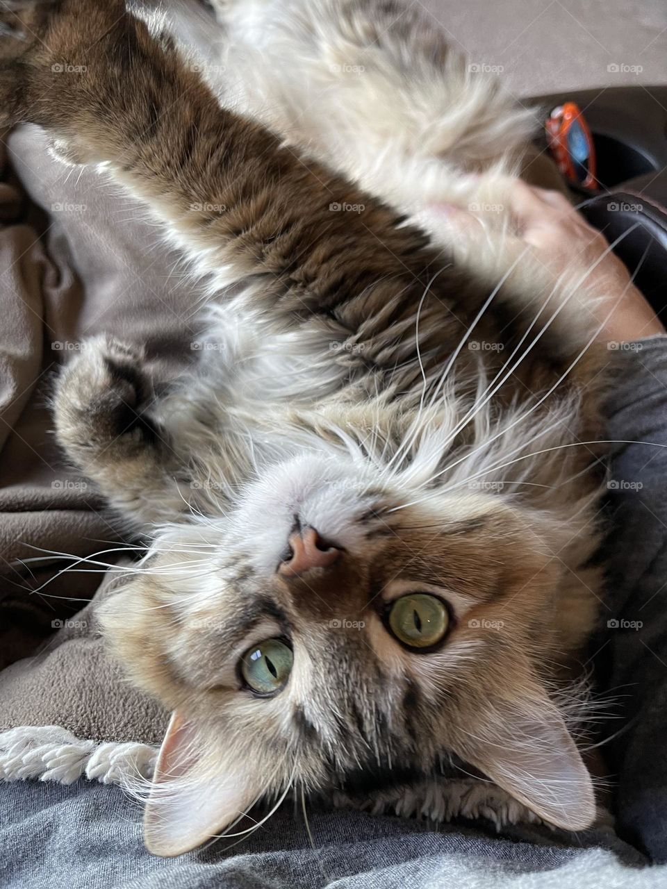 Cat laying on her back.