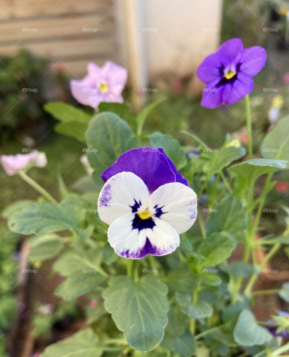 🌹 🇺🇸 Very beautiful flowers to brighten our day.  Live nature and its beauty. Did you like the delicate petals? / 🇧🇷 Flores muito bonitas para alegrar nosso dia. Viva a natureza e sua beleza. Gostaram das pétalas delicadas? 