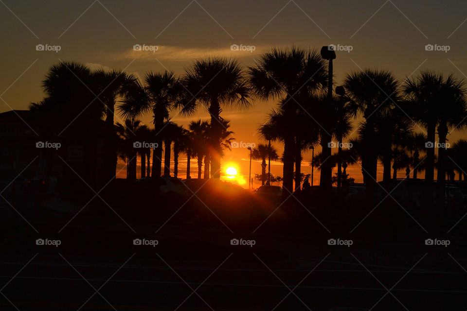 Silhouette of palm trees at sunset