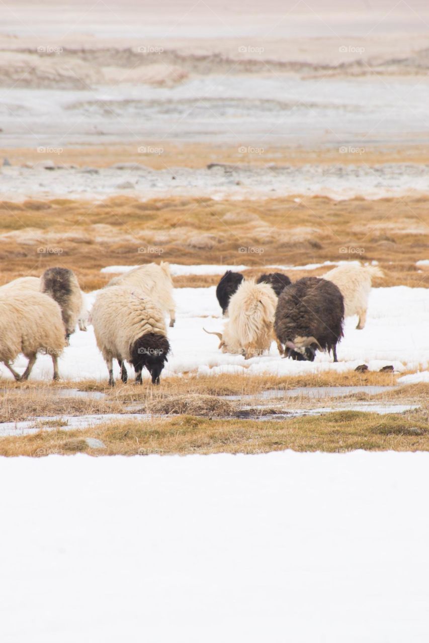 sheep on the frozen lake